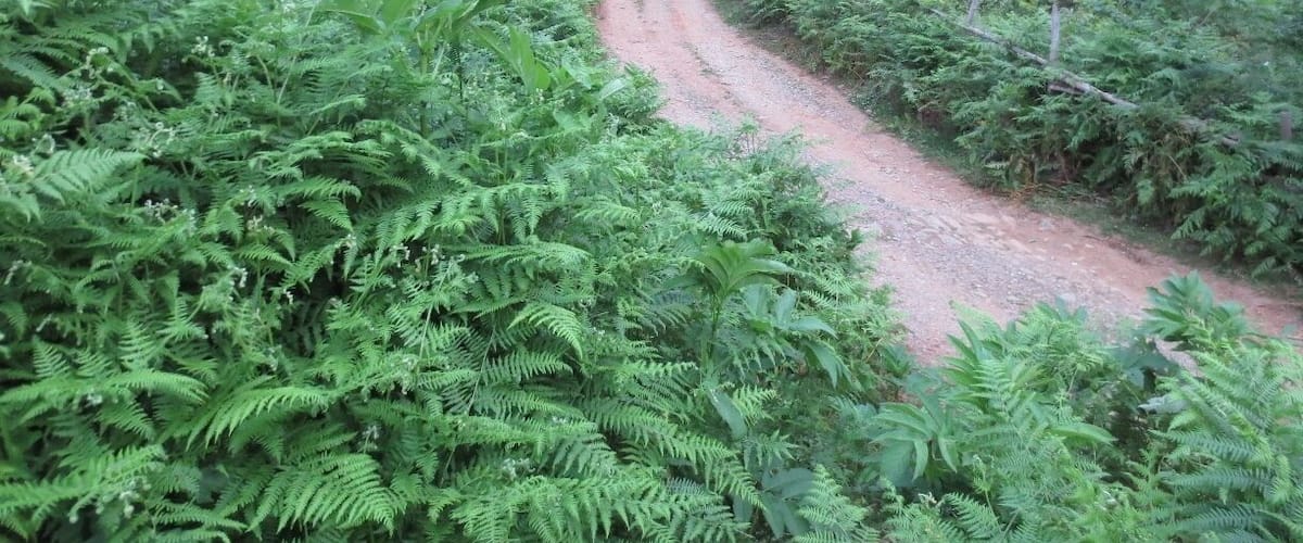 A dirt path winding through dense green ferns and bushes, leading towards a hill with sparse trees.