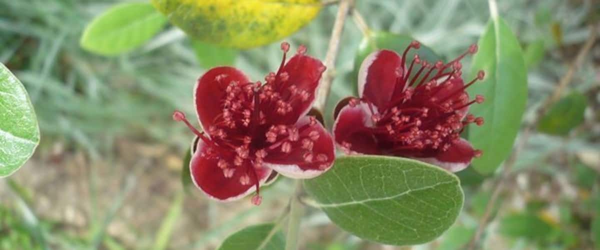 Feijoa flowers 
https://en.wikipedia.org/wiki/Acca_sellowiana