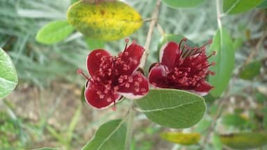 Feijoa flowers
https://en.wikipedia.org/wiki/Acca_sellowiana