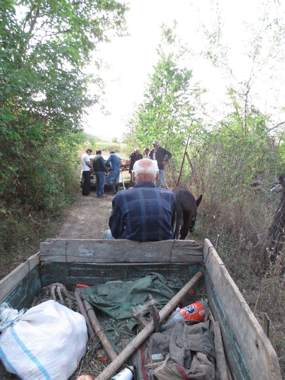 Dirt road traffic jams - man driving two donkeys has to stop as he comes across a Russian made car being filled with grapes.

View from an area of vineyards outside of Bolnisi, Georgia.  