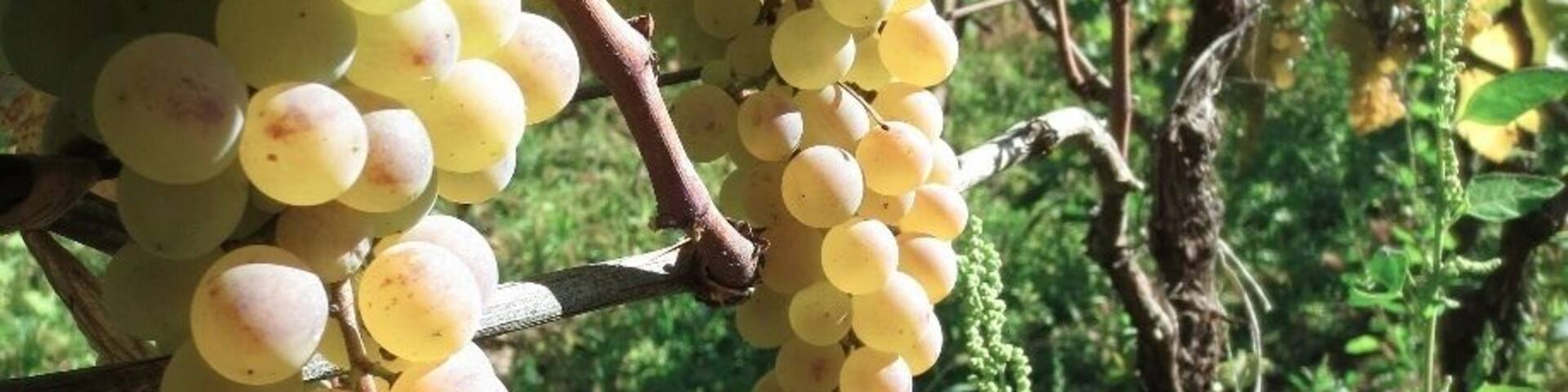 Grapes in a small vineyard outside of Bolnisi, Georgia.
These grapes were picked off the vine - destined to be crushed in a wooden barrel.