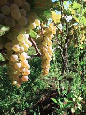Grapes in a small vineyard outside of Bolnisi, Georgia.
These grapes were picked off the vine - destined to be crushed in a wooden barrel.