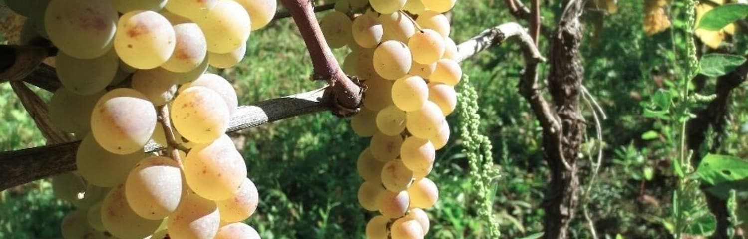 Grapes in a small vineyard outside of Bolnisi, Georgia.
These grapes were picked off the vine - destined to be crushed in a wooden barrel.
