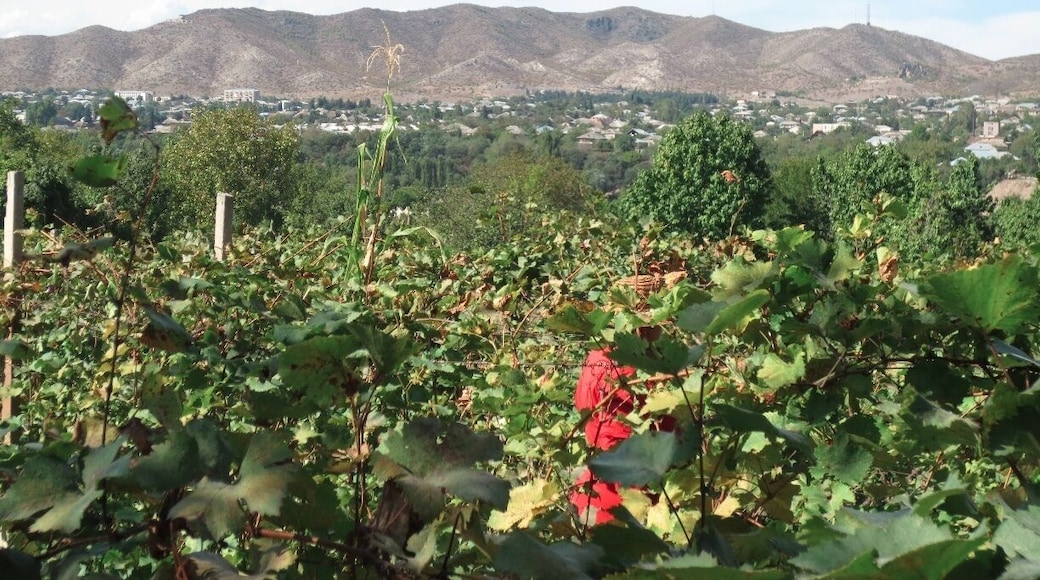 View from a small vineyard, located just outside of the city of Bolnisi, Georgia.
You can see Bolnisi in the background of this picture.
