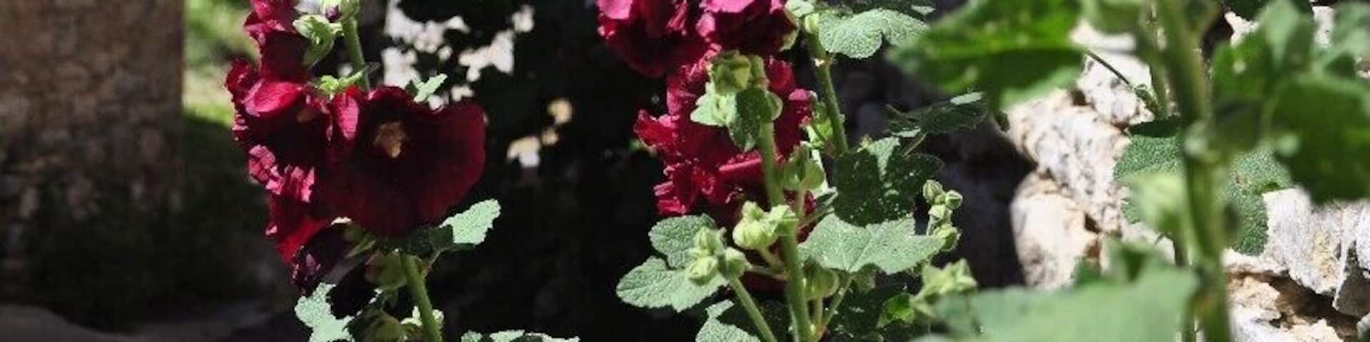 Vibrant hollyhocks add colour to the stone-on-stone monotone in July.