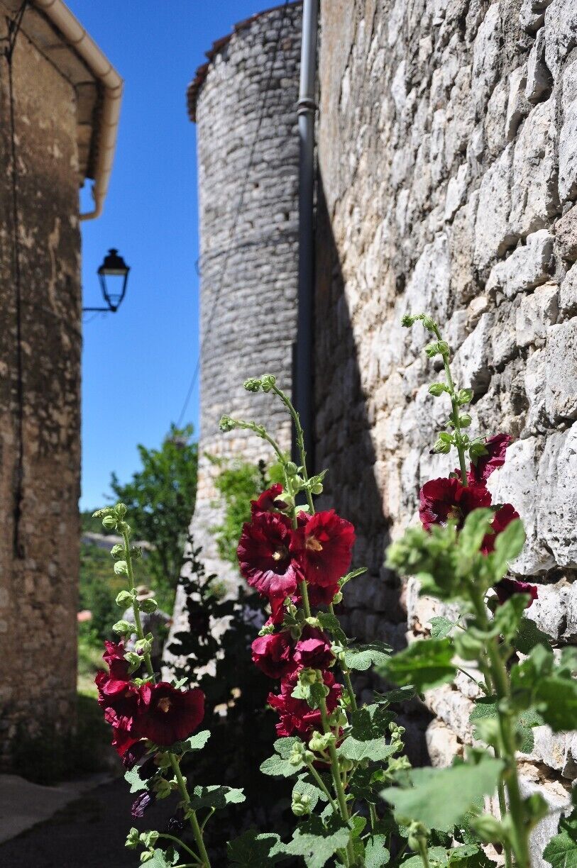 A stone wall, a building, and red flowers.