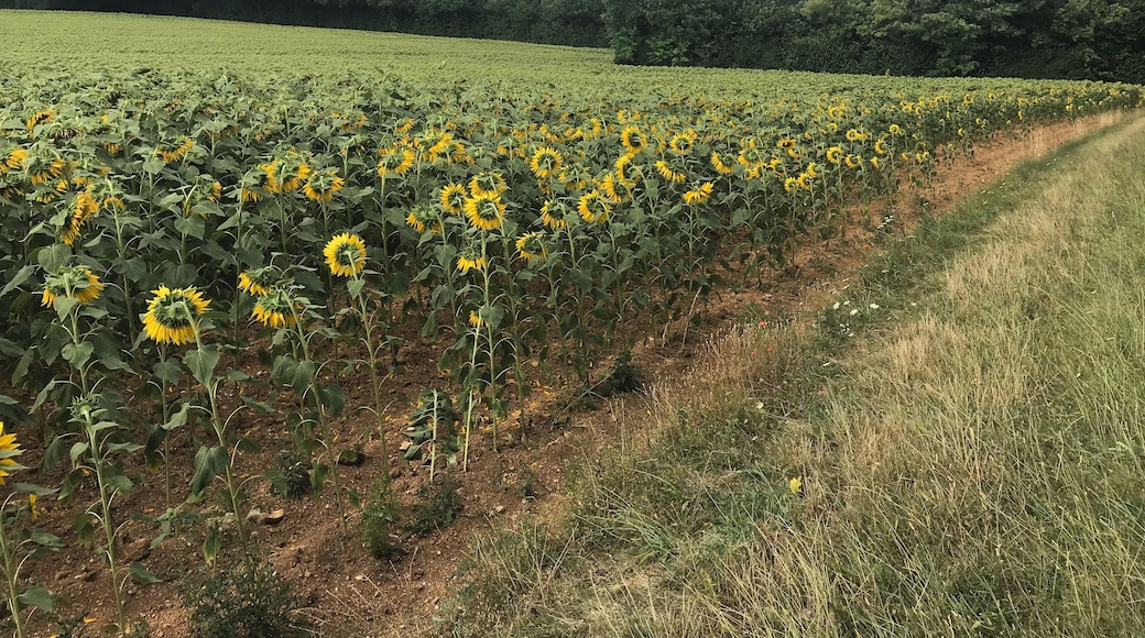 Parcours de santé (Thury).