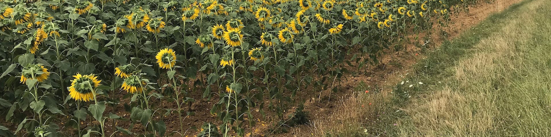 Parcours de santé (Thury).