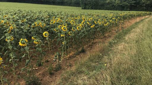 Parcours de santé (Thury).