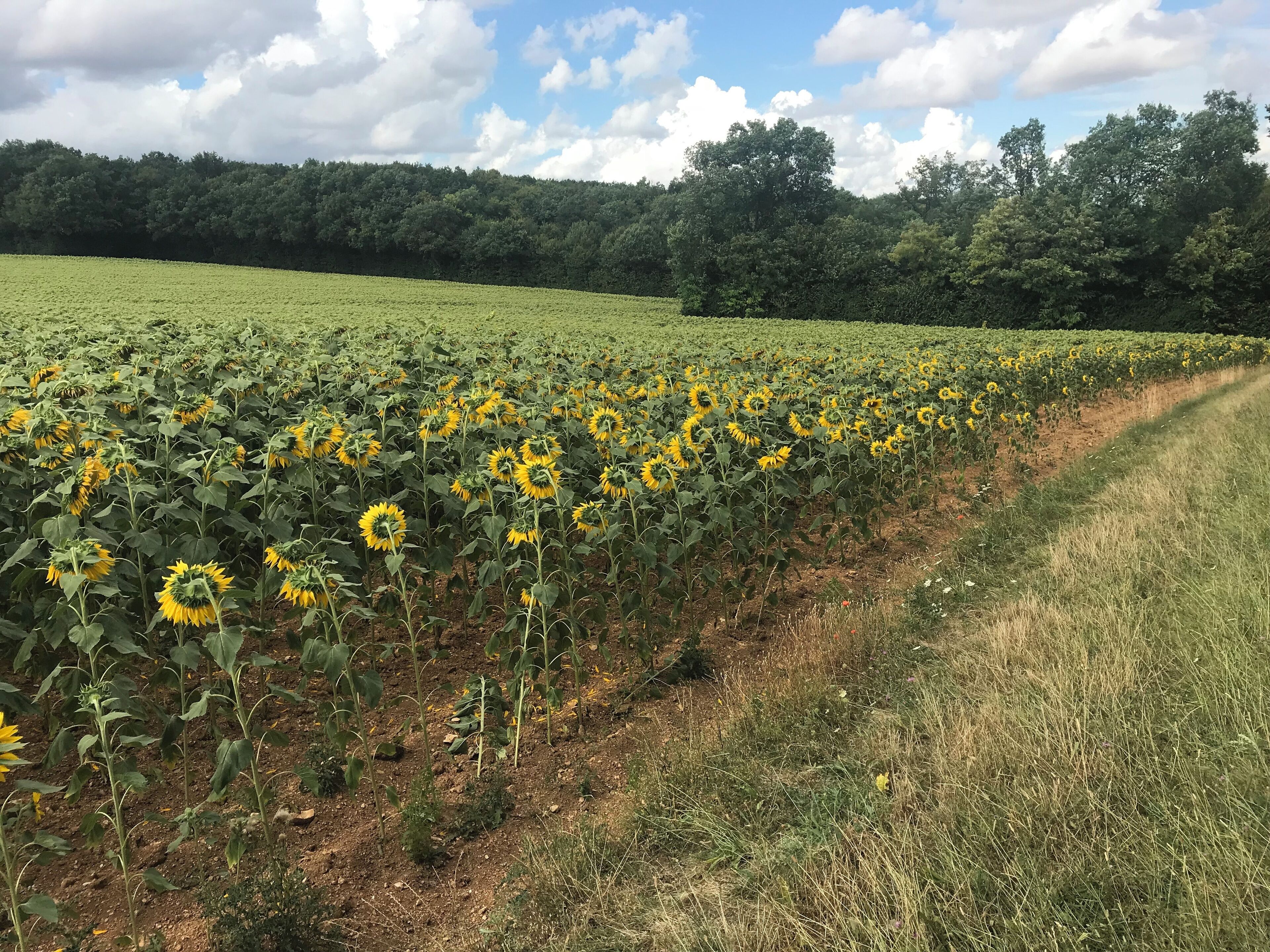 A sunflower field with a dirt path and a forest in the background.