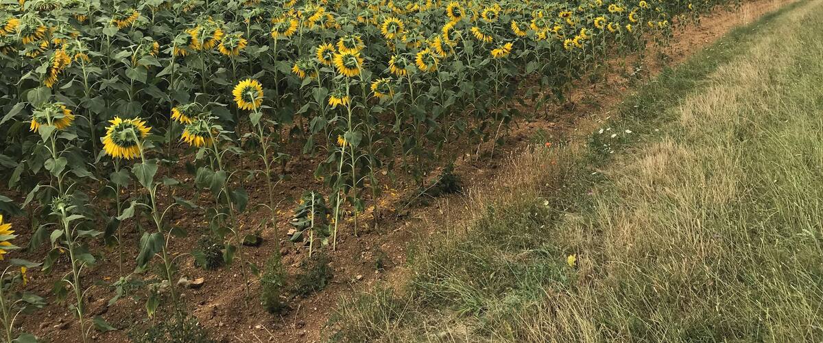 A sunflower field with a dirt path and a forest in the background.