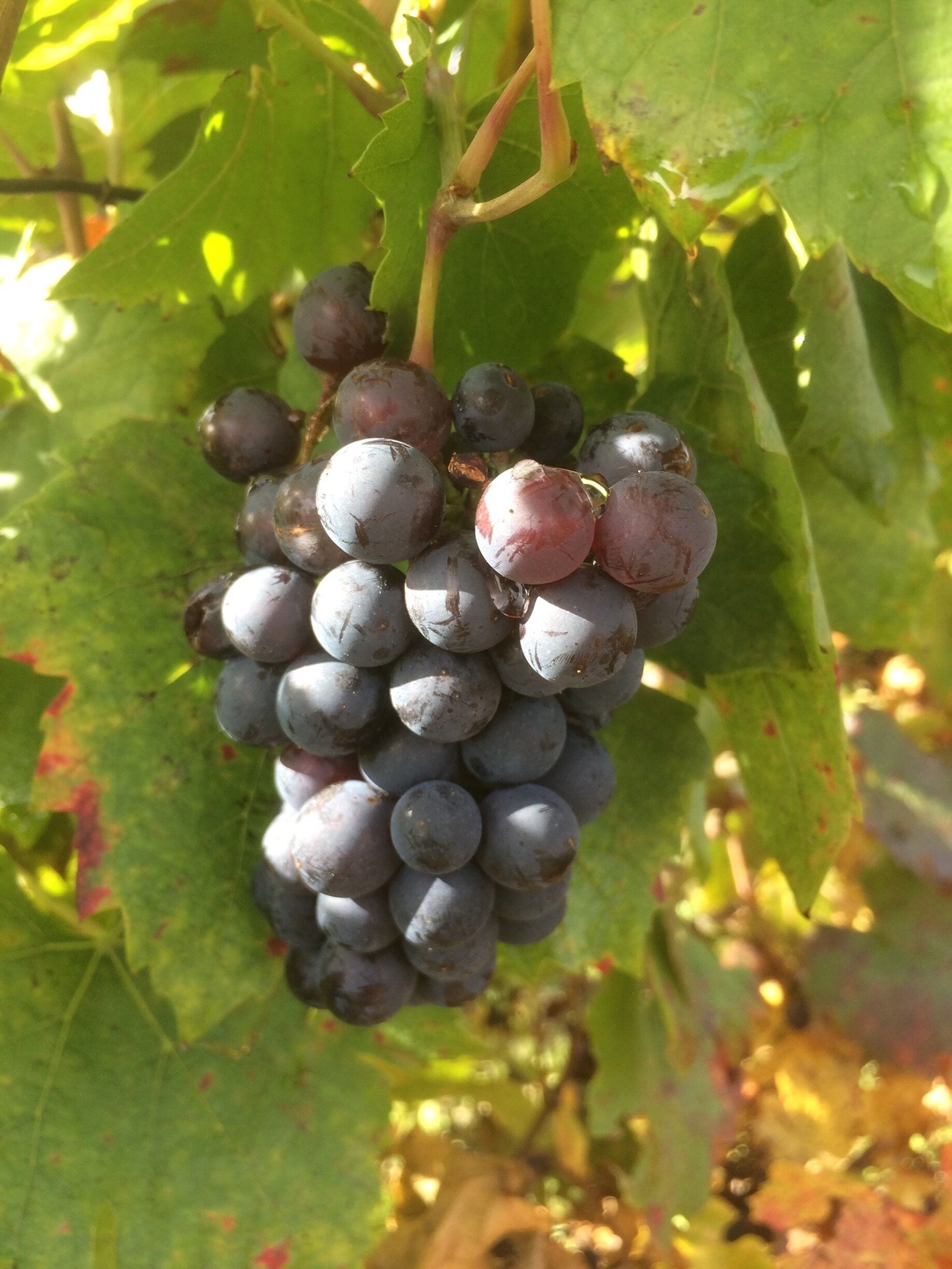 Vignes du Beaujolais 