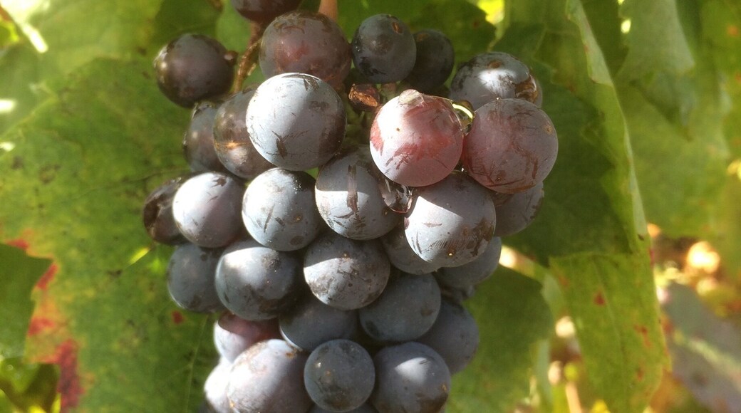 Vignes du Beaujolais