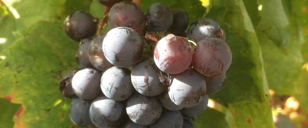 Vignes du Beaujolais