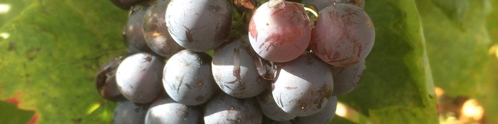 Vignes du Beaujolais