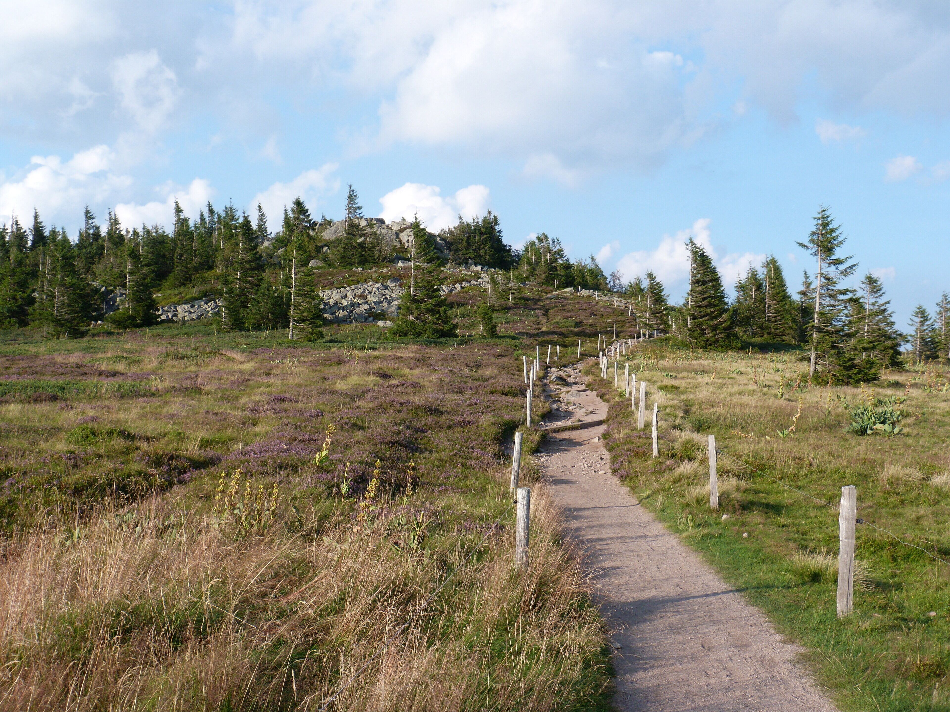 Le Tanet (massif des Vosges).