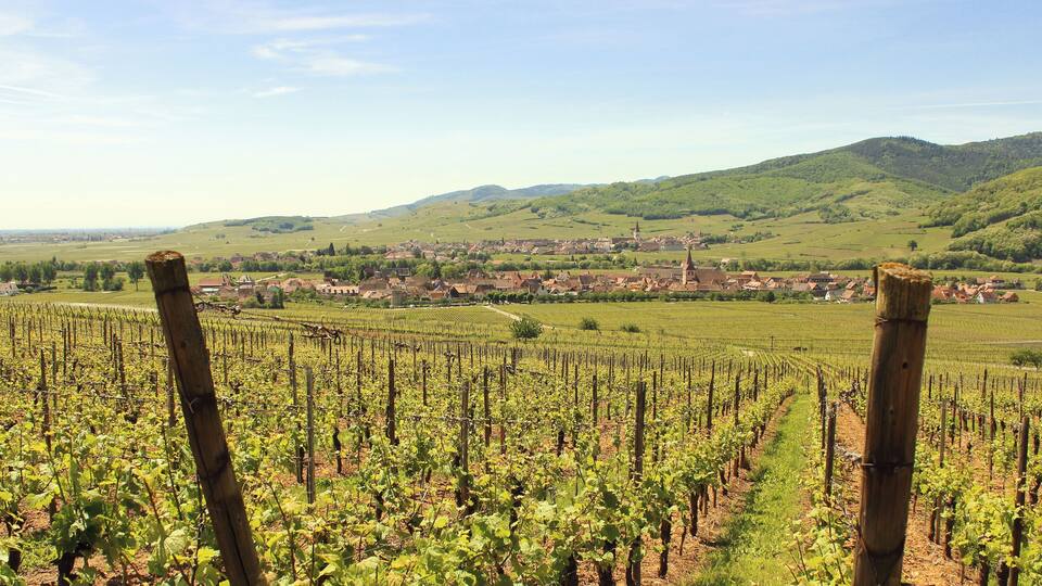 A vineyard with rows of grapevines, a town in the background, and green hills.