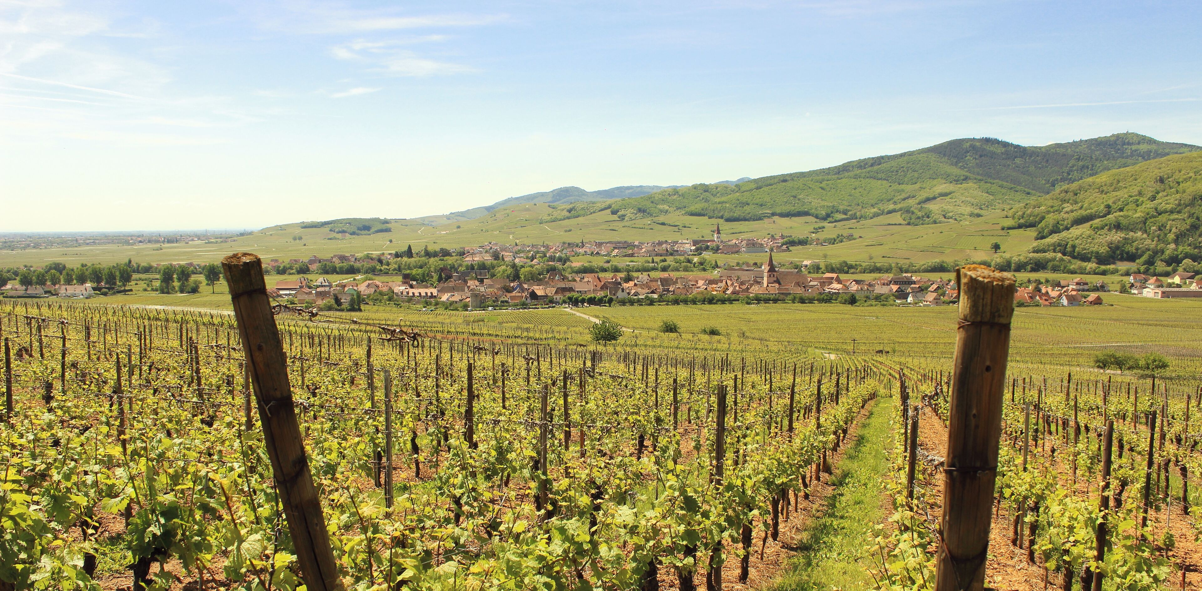 A vineyard with rows of grapevines, a town in the background, and green hills.