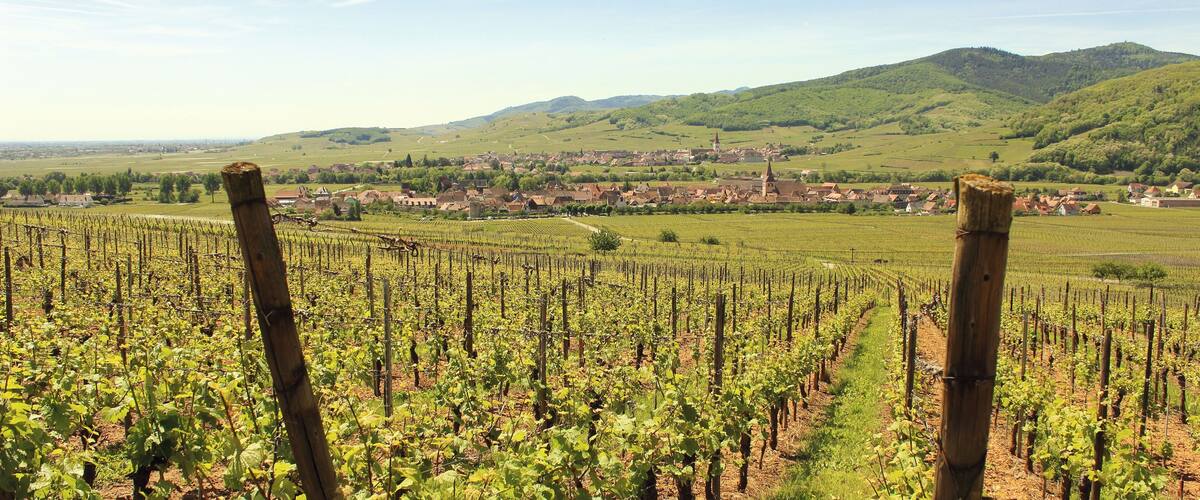 A vineyard with rows of grapevines, a town in the background, and green hills.