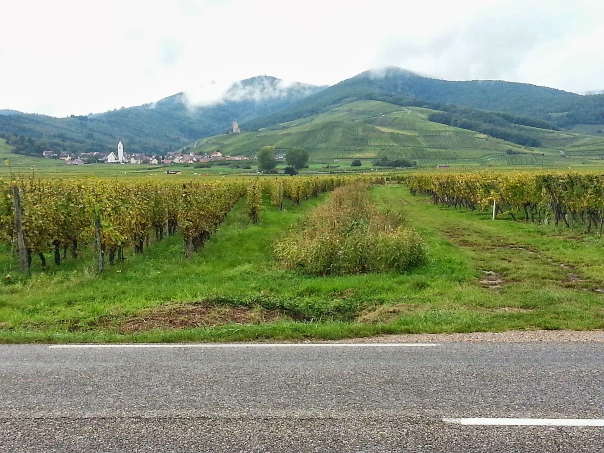 Paysage vers Bennwihr(Haut-Rhin)