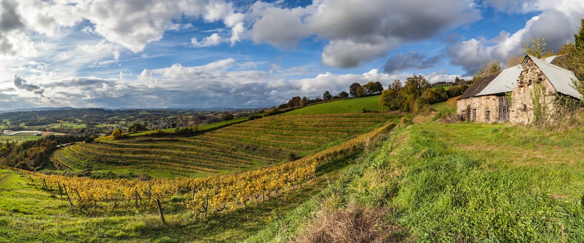 A vineyard with rows of grapevines, a stone building, and rolling hills under a partly cloudy sky.