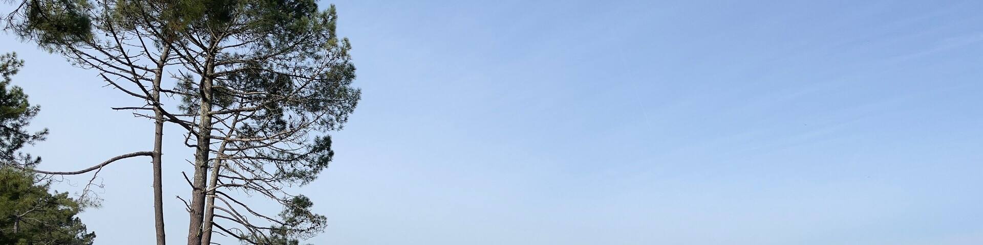 beach and trees Lac de Cazeaux Sanguinet Gascogne Aquitaine