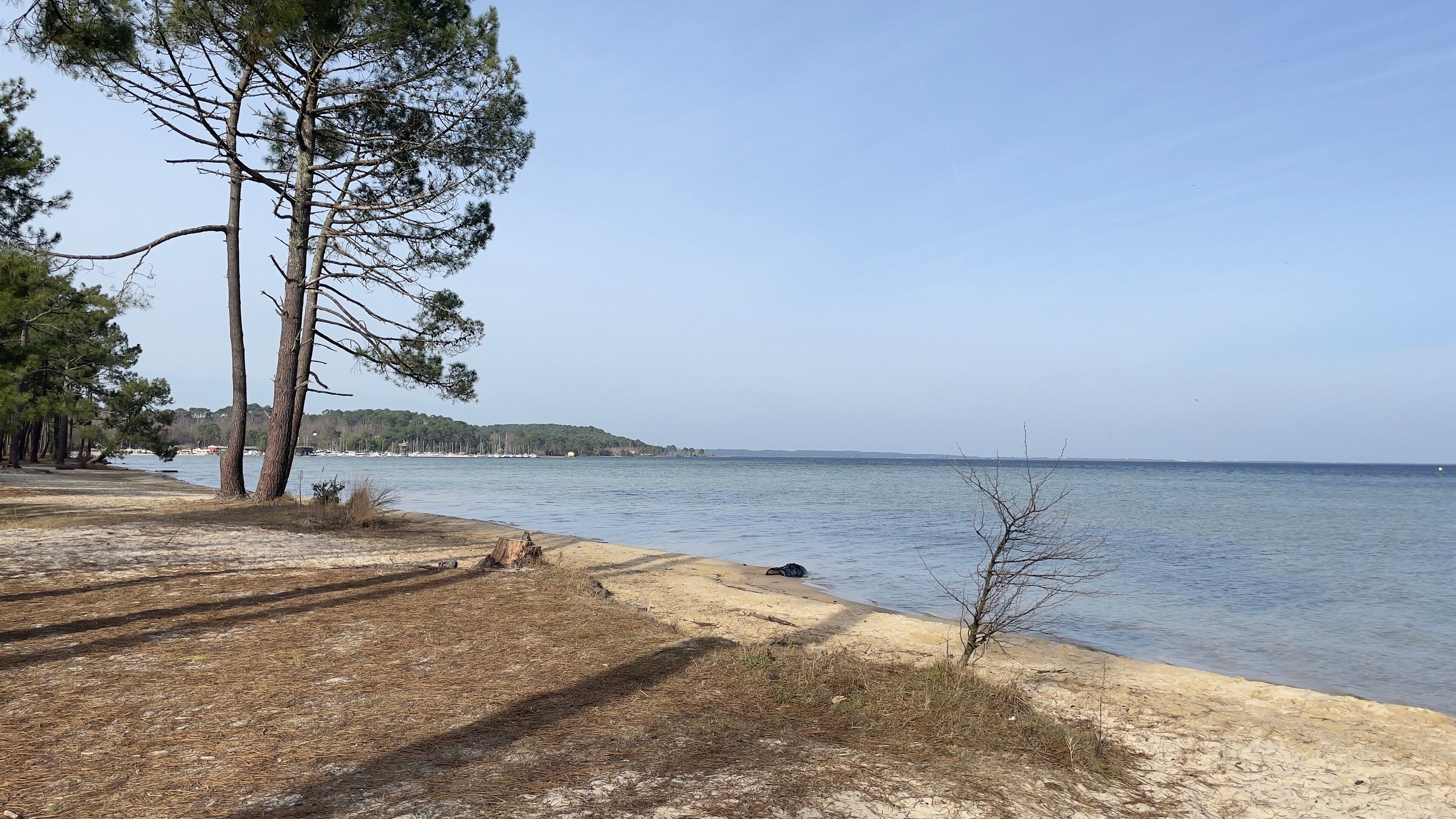 A beach with pine trees, a sandy shore, calm water, and a distant shoreline with buildings.