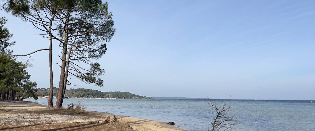 A beach with pine trees, a sandy shore, calm water, and a distant shoreline with buildings.