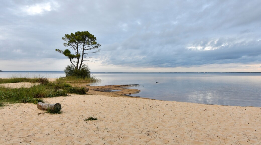 beautiful view on the lake of Cazaux in Gironde - France