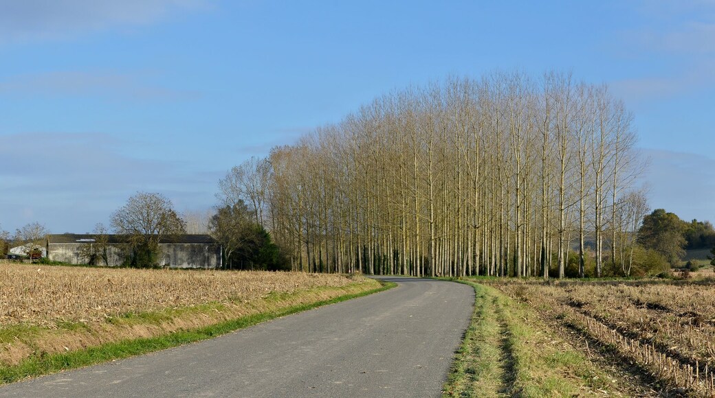 View of road D 24 with a silo and a poplar plantation, Salles-Lavalette, Charente, France.