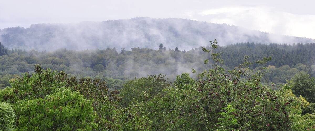 A misty forested mountain range with dense vegetation in the foreground.