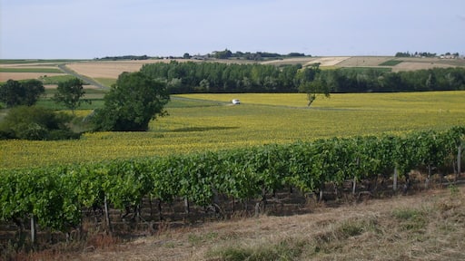 Paysage prĂšs de CĂŽnac