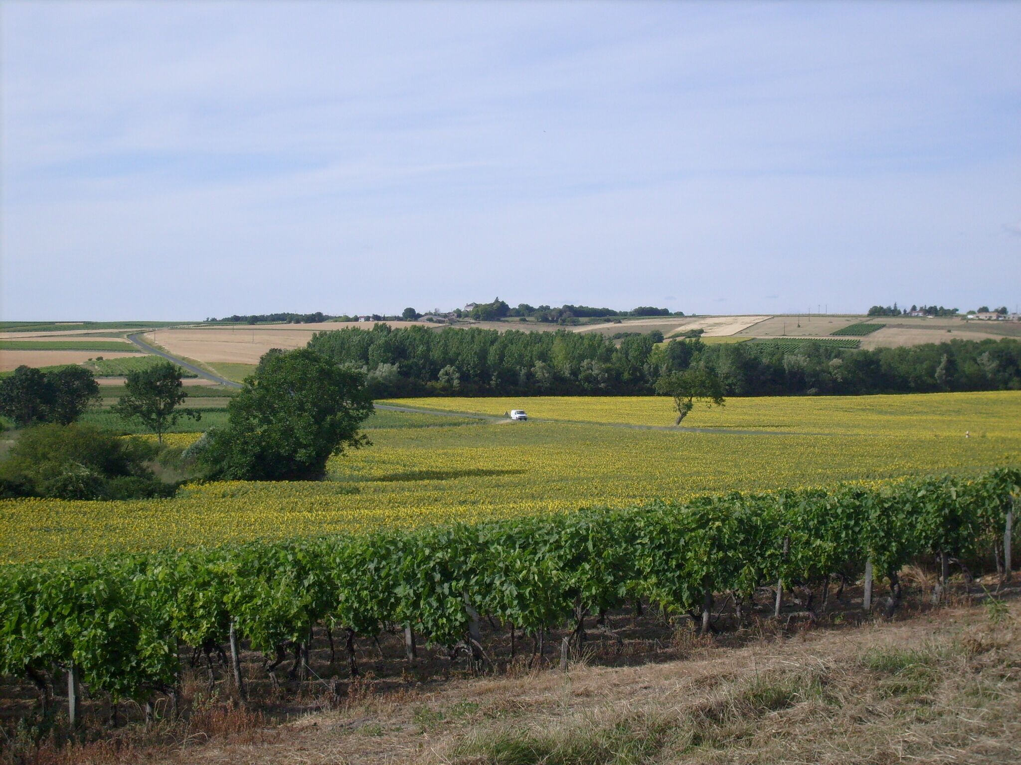 A vineyard with rows of grapevines, a field of yellow flowers, and distant rolling hills.