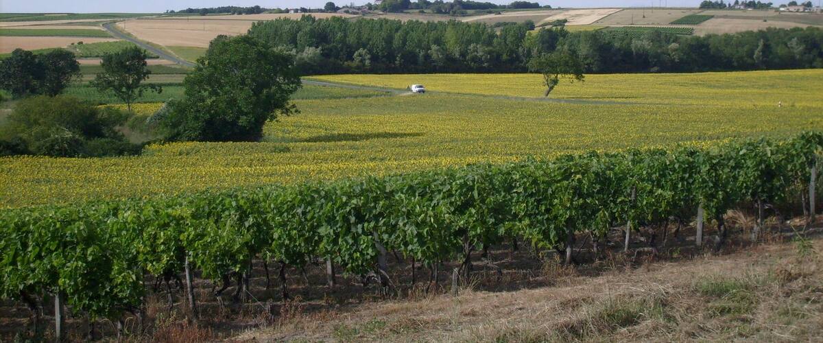 A vineyard with rows of grapevines, a field of yellow flowers, and distant rolling hills.