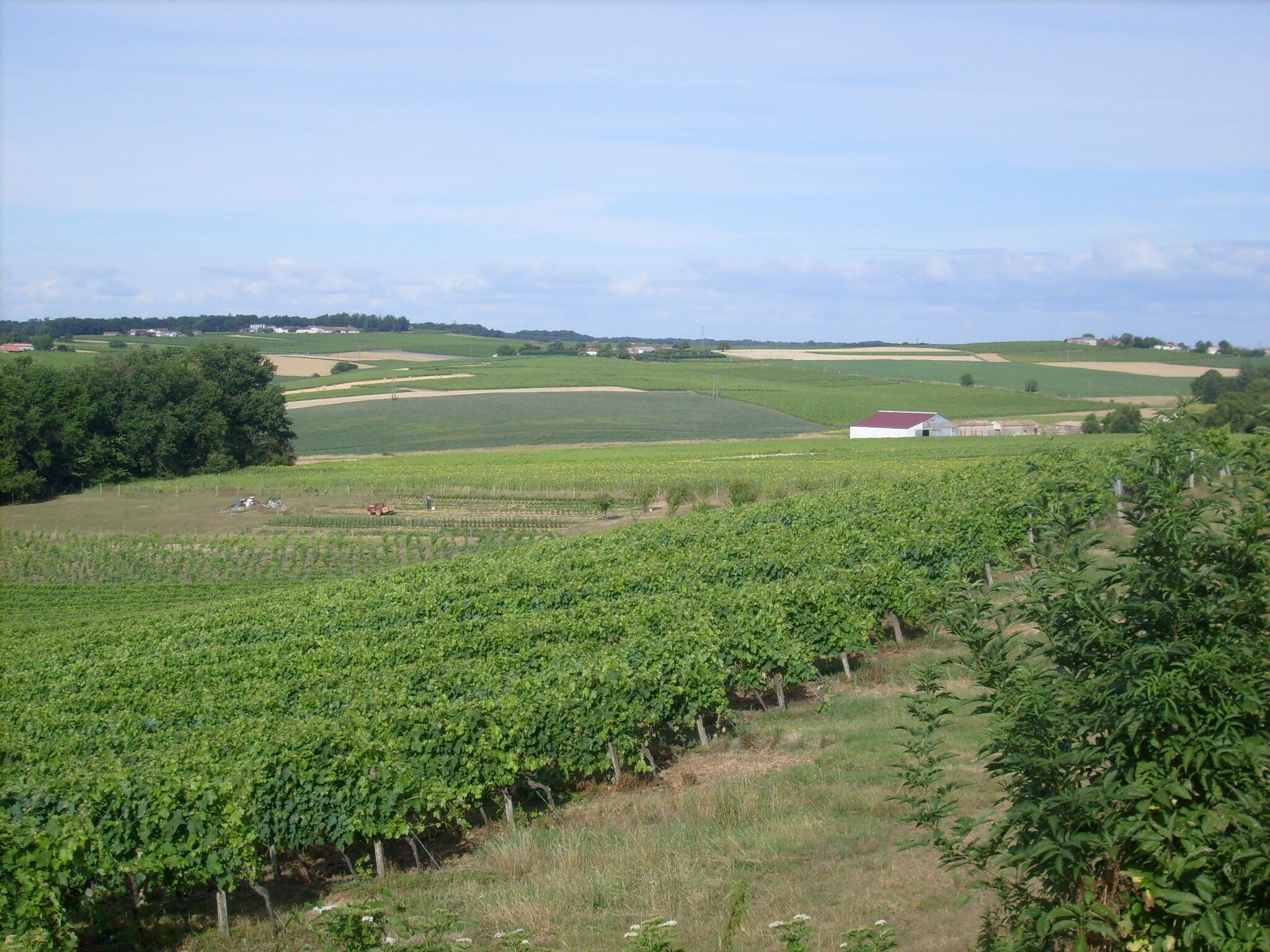 Vignes à Cônac