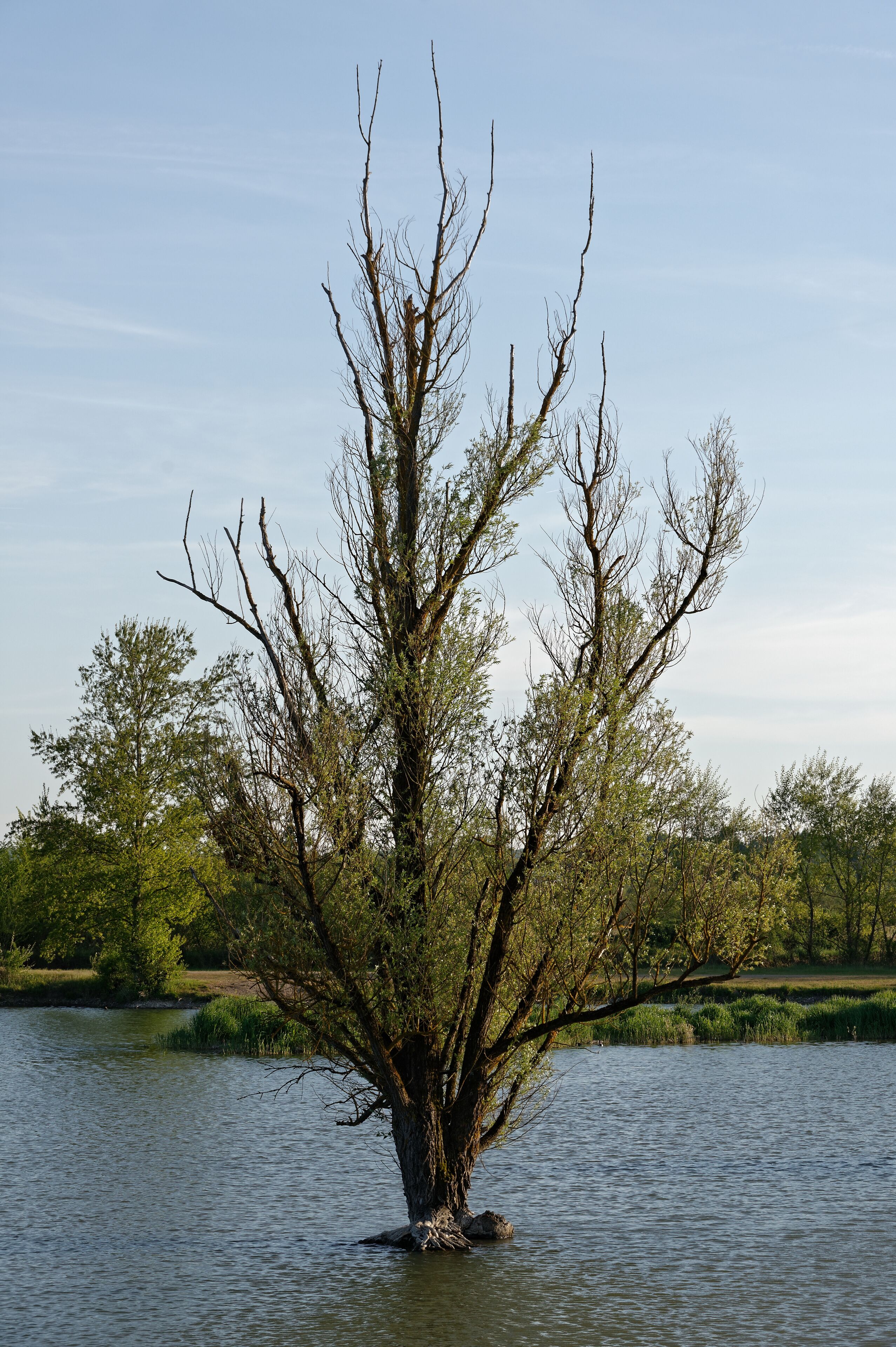 Espace naturel sensible de la boire des Carrés, le long de l'Allier, sur la commune de Saint-Rémy-en-Rollat.