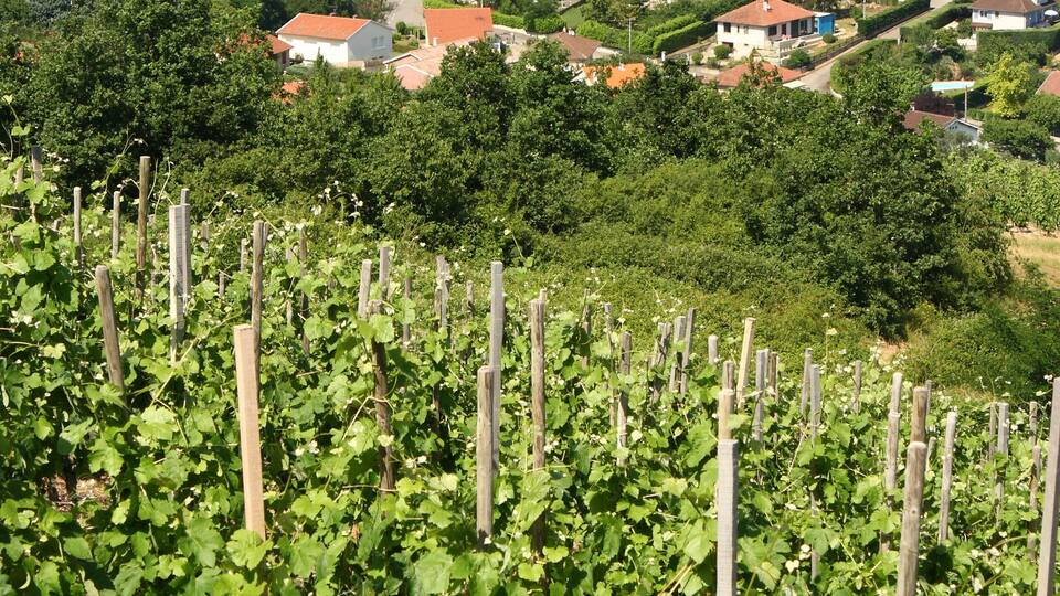 A vineyard with rows of grapevines, a church steeple, and a lake in the background.