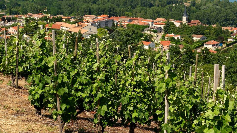 A vineyard with rows of grapevines and a town in the background.