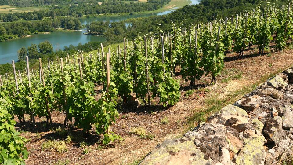 A vineyard with rows of grapevines on a hillside overlooking a river and lush green landscape.