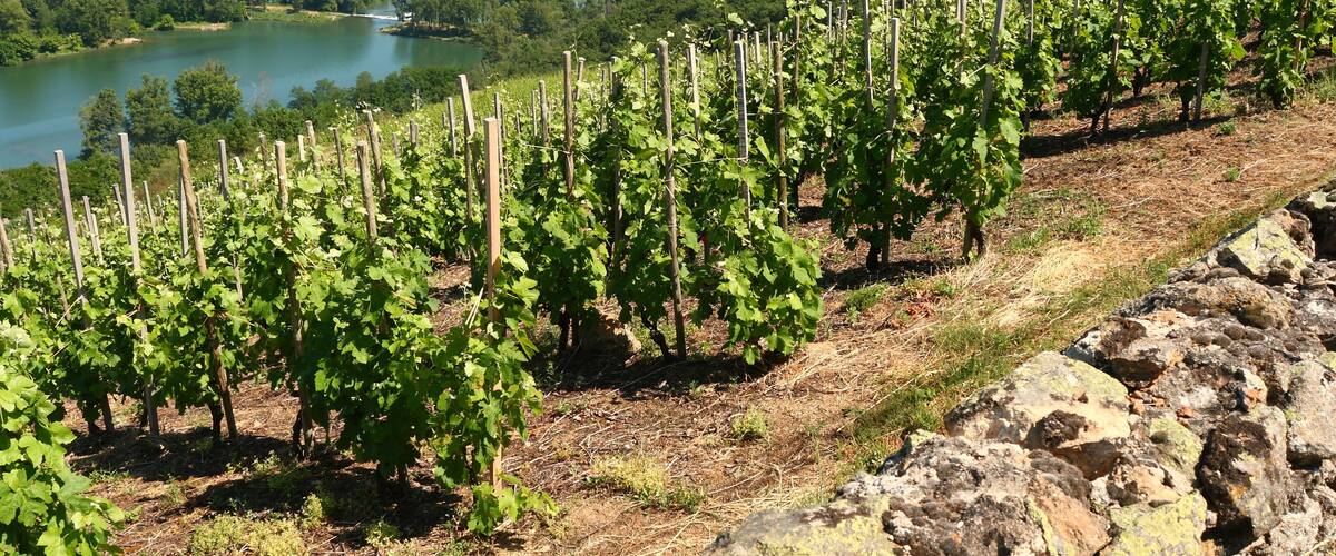 A vineyard with rows of grapevines on a hillside overlooking a river and lush green landscape.