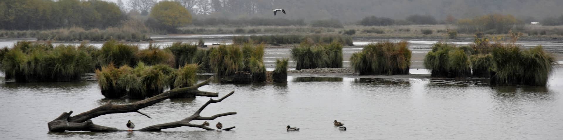 Reserve naturelle nationale de Cherine, etang des Essarts