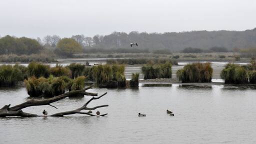 Reserve naturelle nationale de Cherine, etang des Essarts