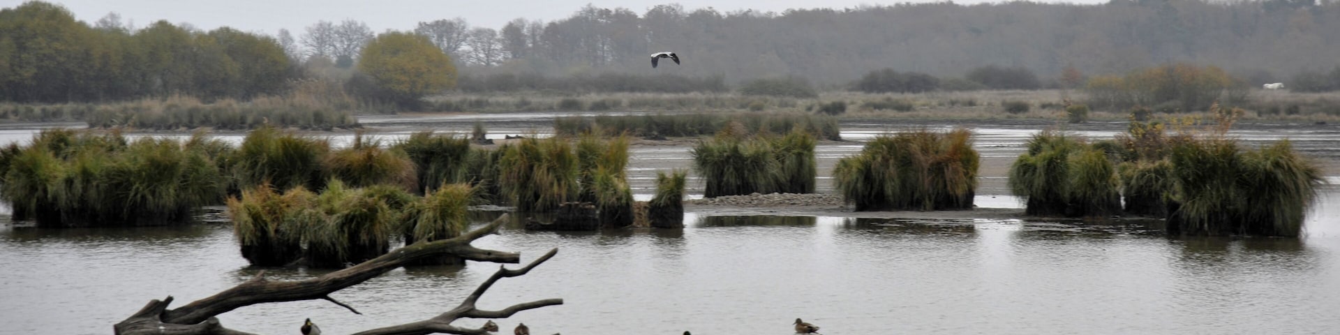 Reserve naturelle nationale de Cherine, etang des Essarts