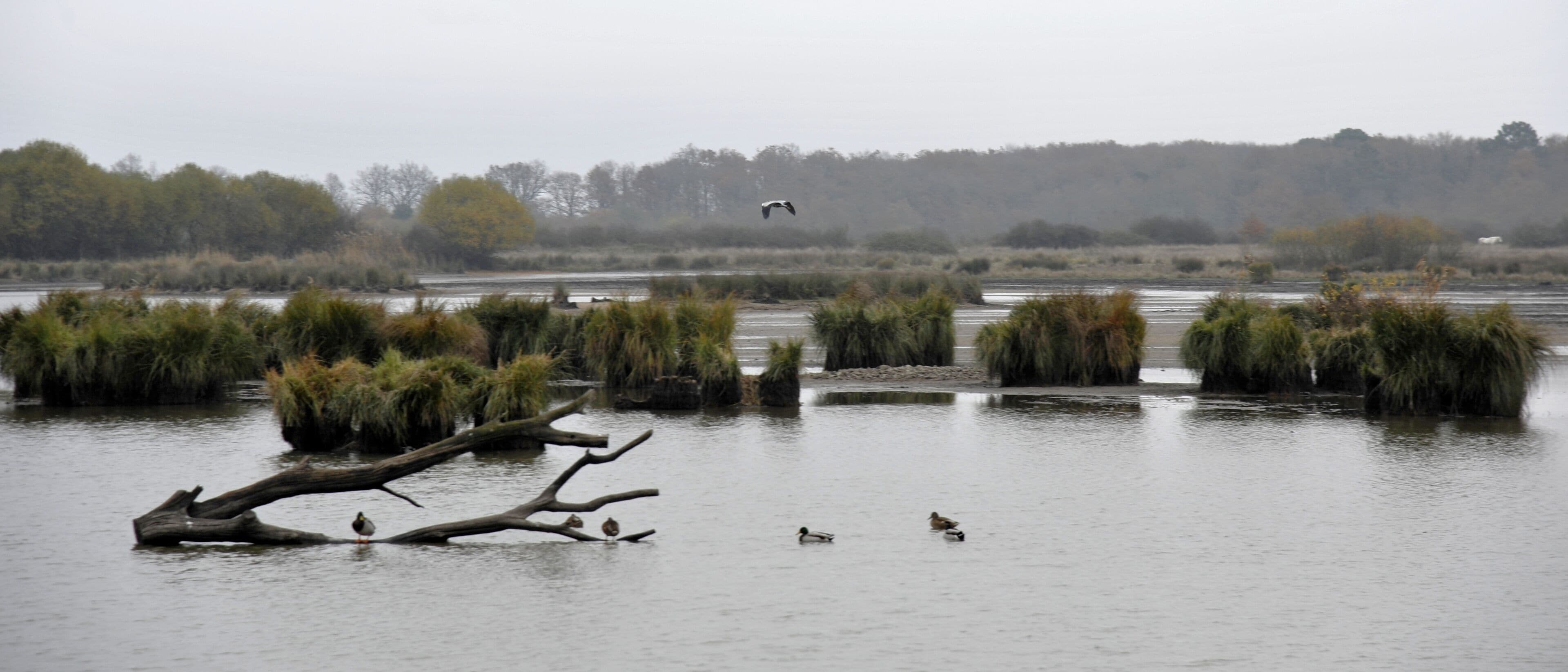 A calm lake with ducks and a bird flying.