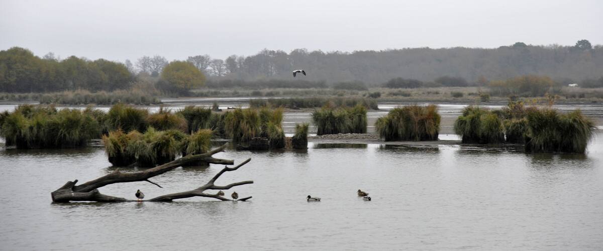 A calm lake with ducks and a bird flying.