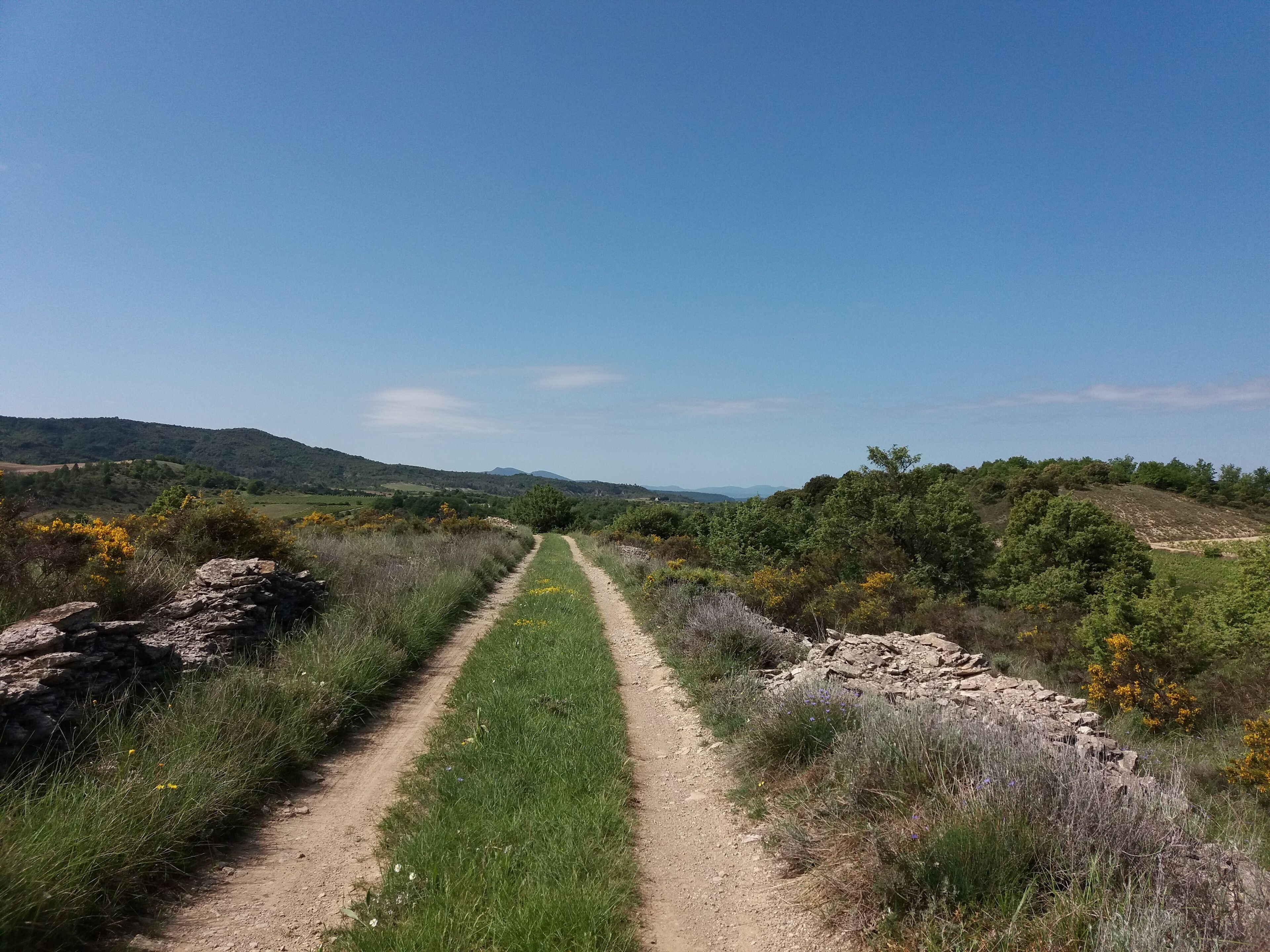 A dirt path through a hilly landscape with green grass and yellow flowers.