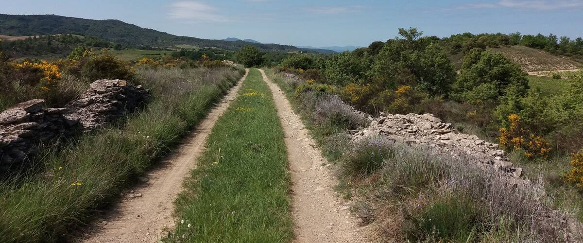 A dirt path through a hilly landscape with green grass and yellow flowers.