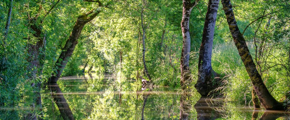 A dense forest with tall trees and a calm water body reflecting the greenery.