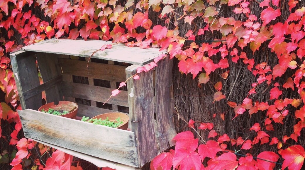 L'automne dans mon jardin