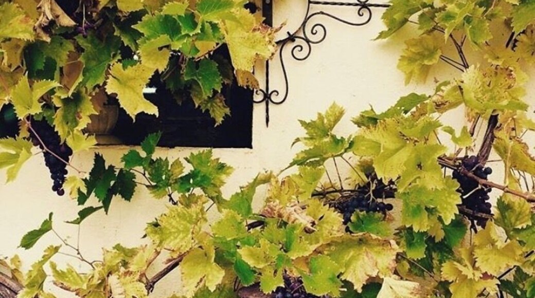 Antiques shopping in the country 🍇🚲